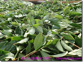 PA250025 PA250025